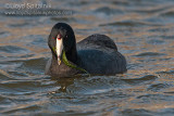 American Coot