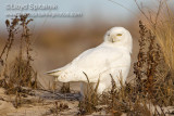 Snowy Owl