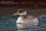 Red-necked Grebe