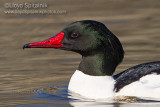 Common Merganser