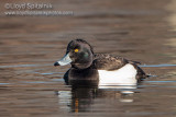 Tufted Duck