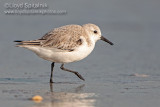 Sanderling