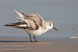 Sanderling
