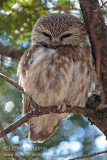 Northern Saw-whet Owl 