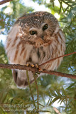 Northern Saw-whet Owl 