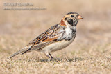 Lapland Longspur