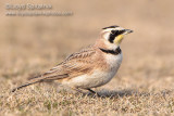 Horned Lark