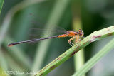 Eastern Forktail  (female)