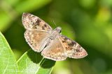 Horaces Duskywing