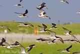 Black Skimmers