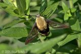 Snowberry Clearwing (Bumblebee Moth)