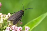 Yellow-collared Scape Moth (Tiger Moth)