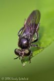  Robber Fly