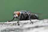 Flesh Fly