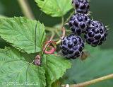 Harvestman