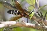 Eastern Cicada Killer