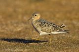Buff-breasted Sandpiper