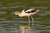 American Avocet