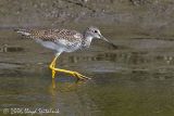 Greater Yellowlegs (juvenile)