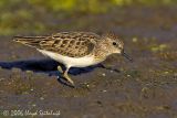 Least Sandpiper 