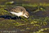 Semipalmated Sandpiper (juvenile)