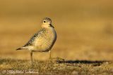 Buff-breasted Sandpiper
