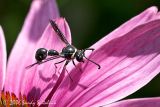 Potter Wasp