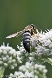 Sand Wasp