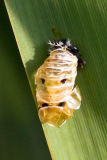 Ladybird  (Empty Pupal Case)