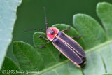 Firefly