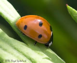 Seven-spotted Lady Beetle