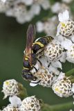  Bee-wolf