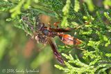 Northern Paper Wasp