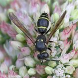 Mason Wasp