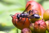 Mexican Grass-carrying Wasp