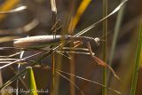  Chinese Mantid