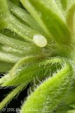 Monarch Butterfly Egg