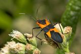 Large Milkweed Bug