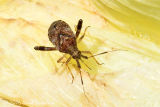 Plant Bug