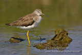 Greater Yellowlegs