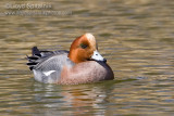 Eurasian Wigeon