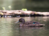  meller's duck  (Anas melleri - endangered species)