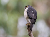 frances's sparrowhawk  Accipiter francesiae