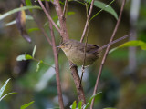 madagascar brush warbler <br> Nesillas typica 