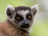 ring-tailed lemur <br> Lemur catta