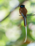 malagasy paradise flycatcher(Terpsiphone mutata)