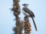 crested coua <br> Coua cristata