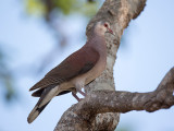 malagasy turtle dove <br> Nesoenas picturata