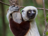 Coquerels sifaka <br> Propithecus coquereli