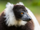 black-and-white ruffed lemur <br> Varecia variegata